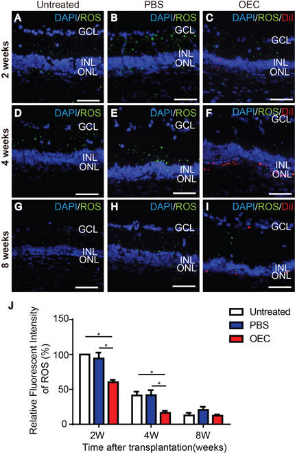 Effect of grafted OECs on the ROS level in light exposure-induced retina damage.
