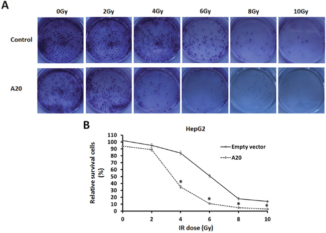 A20 enhances the sensitivity of HepG2 cells to 60Co-&#x03B3; IR.