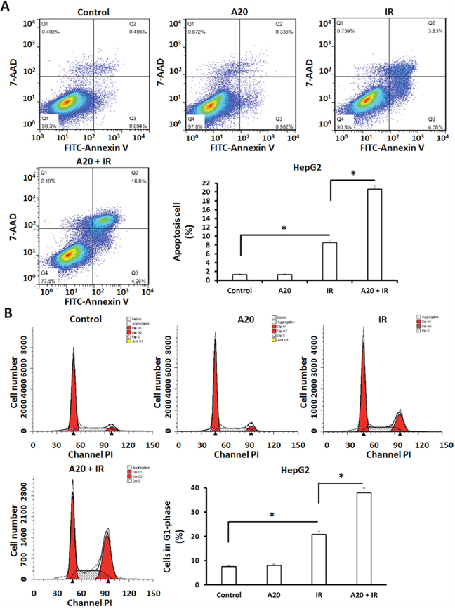 Overexpression of A20 prompts the apoptosis and G2/M arrest induced by IR in HepG2 cells.