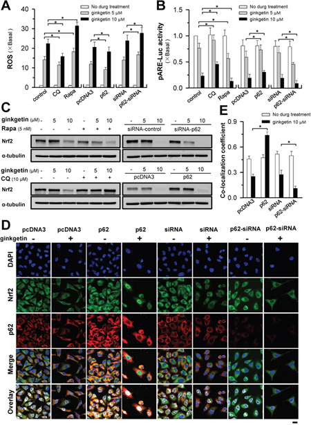 Ginkgetin-reduced Nrf2/ARE activity and ROS formation are mediated by p62.