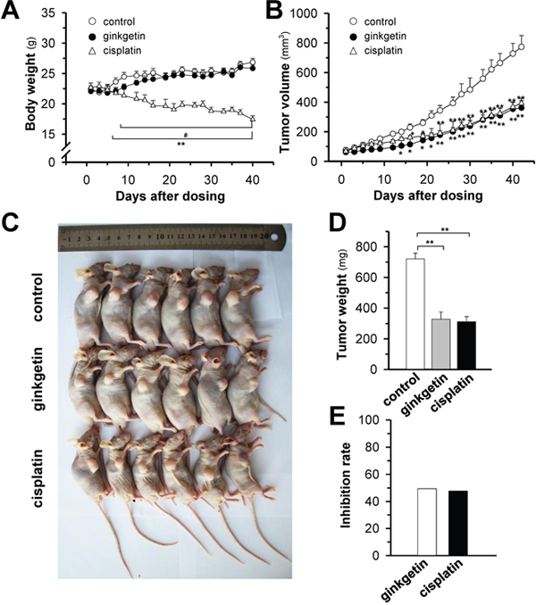 Ginkgetin suppresses tumour growth in A549 cells bearing nude mice.