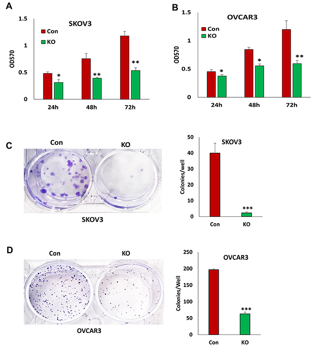 Lentiviral CRISPR/Cas9 nickase-mediated BIRC5 gene editing reduced cell proliferation in ovarian cancer cells.
