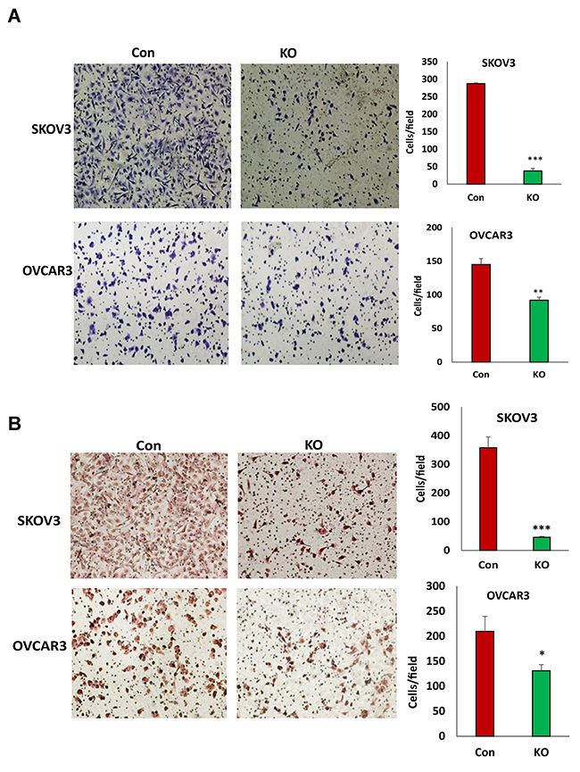 Lentiviral CRISPR/Cas9 nickase mediated BIRC5 gene editing reduced cell migration and invasion in ovarian cancer cells.