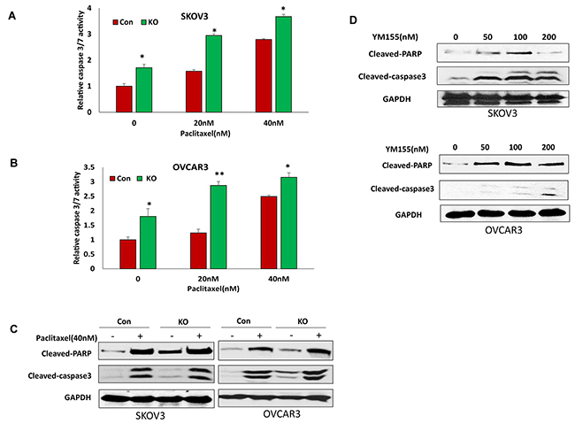 Lentiviral CRISPR/Cas9 nickase-mediated BIRC5 gene editing sensitized cell responses to chemotherapy drug treatment.