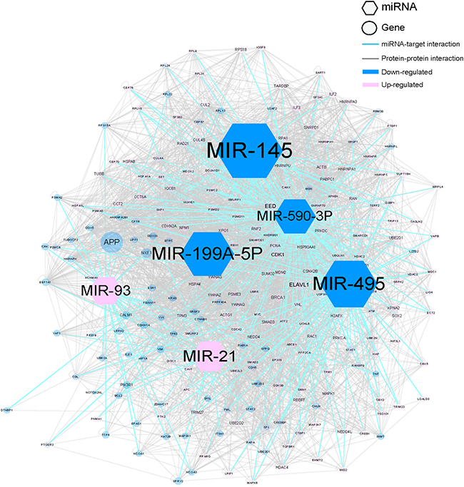 The molecular network of top 5 miRNAs according to MNBO score in HCC.