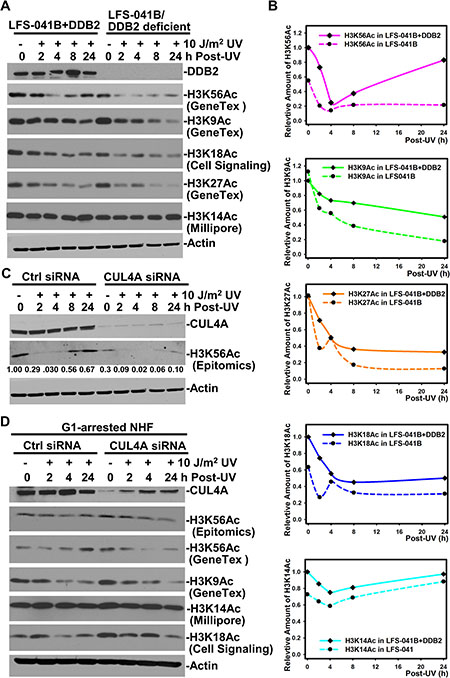 CRL4DDB2 components DDB2, DDB1 and CUL4A are required for restoring H3K56Ac post UVR treatment.