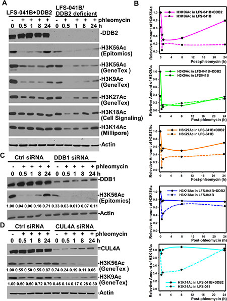 CRL4DDB2 components DDB2, DDB1 and CUL4A are required for restoring H3K56Ac post phleomycin treatment.
