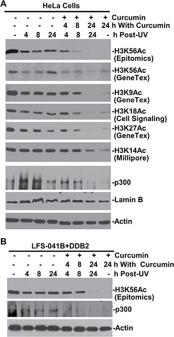 H3K56 acetylation requires CBP/p300 function.