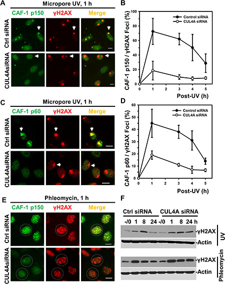 Depletion of CUL4A decreases recruitment of CAF-1 to damage sites.