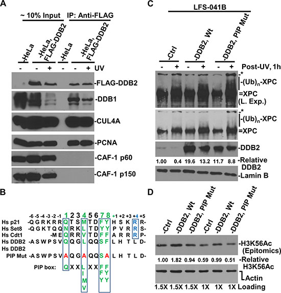 Interaction between DDB2 with PCNA is in part responsible for maintaining H3K56Ac level.