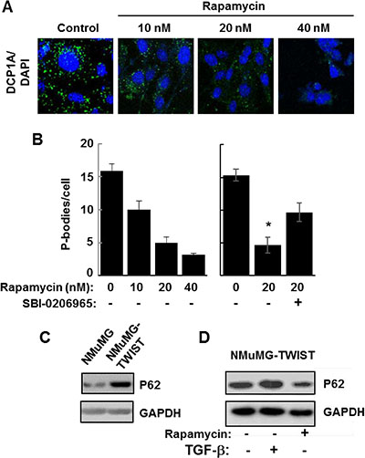 Autophagy promotes P-body clearance.