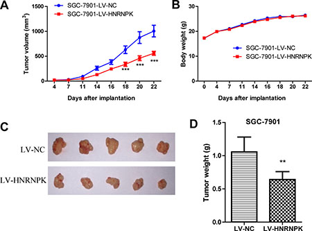 HNRNPK overexpression suppressed GC cell tumor growth in vivo.