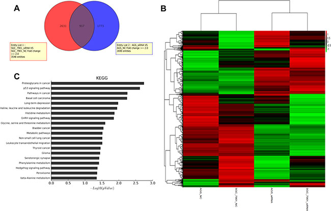 Function enrichment analysis of HNRNPK associated genes.