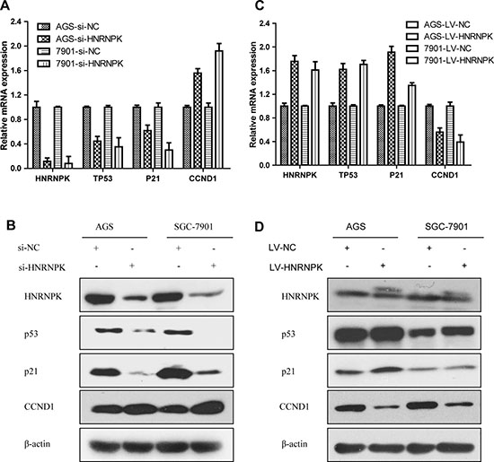 Effects of HNRNPK expression on p53 signaling pathway in GC cells.