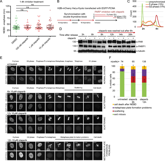 Premature loss of cohesion caused by olaparib is due to PARP inhibition in S-phase.