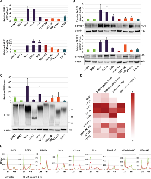 Cervical cancer cell lines HeLa and C33-A have high PARP1 and PARP2 mRNA and protein levels and are arrested in G2/M phase after olaparib treatment.