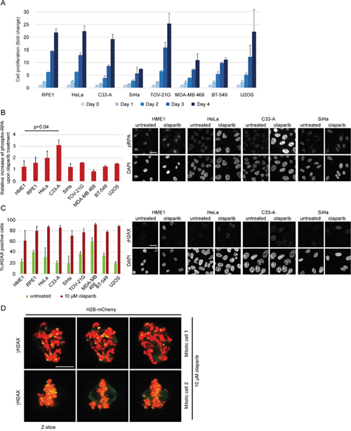 Replication stress and DNA damage after olaparib treatment.