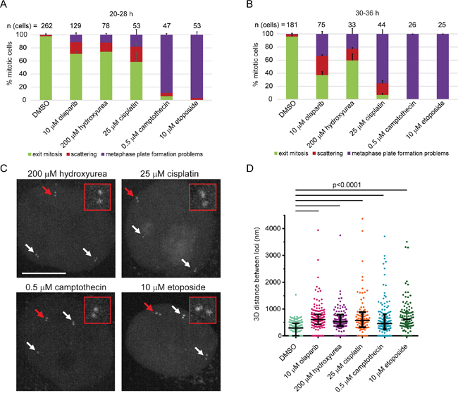 Sister chromatid scattering is a general outcome of replication fork perturbations induced by various agents in HeLa.