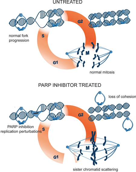 A model of mitotic cell death caused by premature loss of cohesion due to PARP inhibition with olaparib.