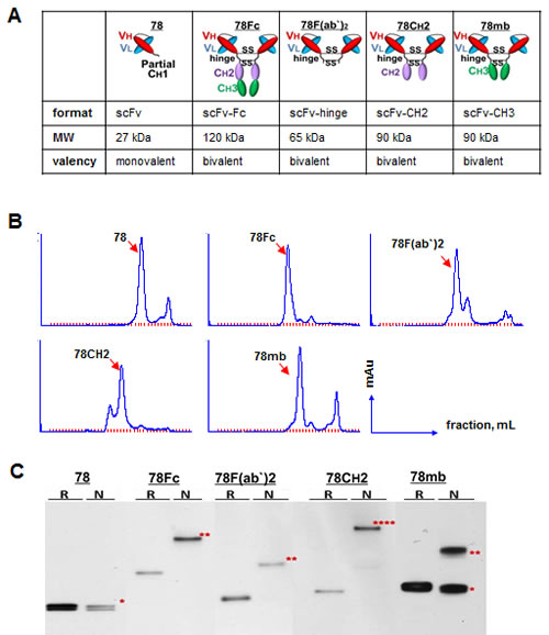 Fig.1: Development, purification, and characterization of scFc78 fusion proteins.