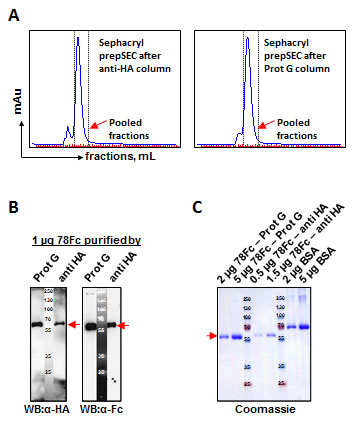 Fig.4: Comparison of two purification methods for scale-up production of 78Fc fusion protein after codon-optimization.
