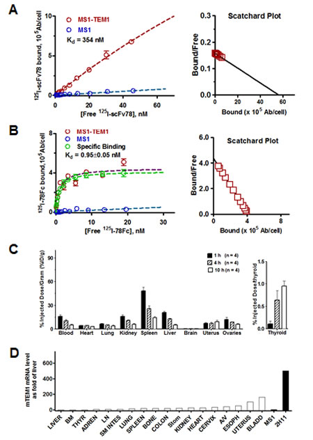 Fig.5: 78Fc demonstrates little off-target binding in major mouse organs in vivo.