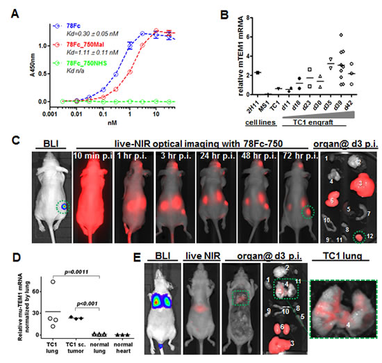 Fig.6: 78Fc as an NIR optical imaging tracer in a murine TEM1-expressing lung cancer xenograft model.