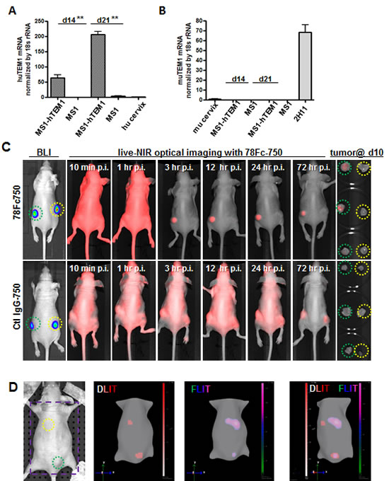 Fig.7: 78Fc as an NIR optical imaging tracer in the human TEM1-expressing tumor vascular model.
