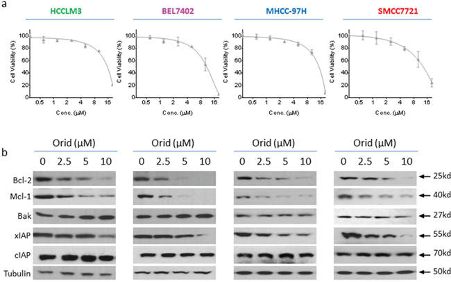 Oridonin inhibits the expression of multiple anti-apoptotic proteins in HCC cell lines.