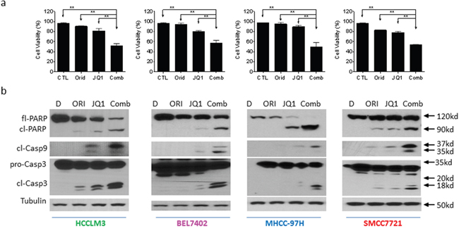 Oridonin enhances JQ1-mediated apoptosis signaling in HCC cells.