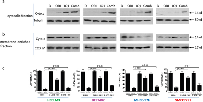 Mitochondrial pathway plays an essential role in the anticancer activity by JQ1 in combination with Oridonin in HCC cells.