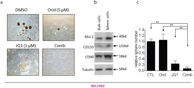 Oridonin significantly enhance JQ1-mediated inhibition of BEL7402 CSC-like cells growth.