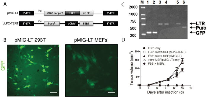 Production of a fibroblast library with shotgun gene mutations (retro-MEFs).