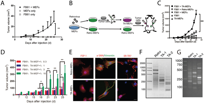 In vivo discovery of tumor-associated genes in TA-MEFs.