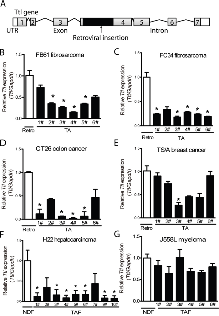 Suppressed stromal Ttl expression in different mouse tumor models.