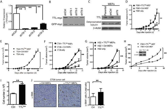Promoted tumor growth by suppressed stromal Ttl expression.
