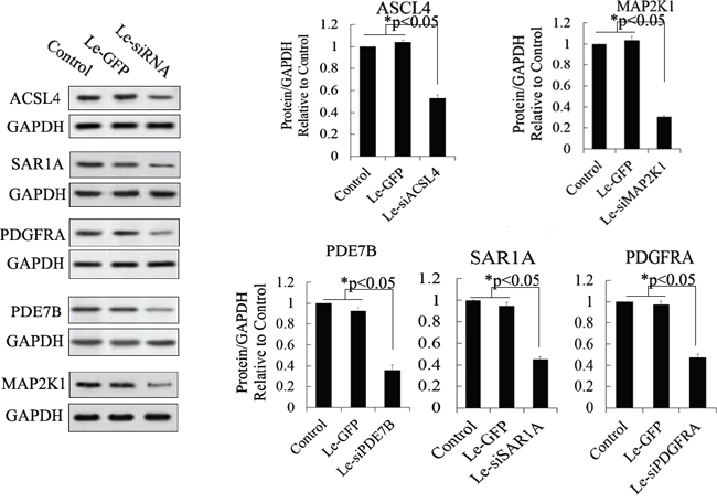Western blot analysis of proteins expressed by siRNA-targeted genes in MSCs.