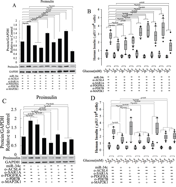 Role of miR-34c and its targets of proinsulin synthesis and insulin secretion.