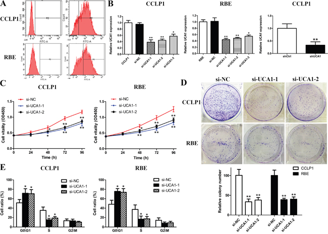 UCA1 depletion inhibits cell growth in CCA cells.