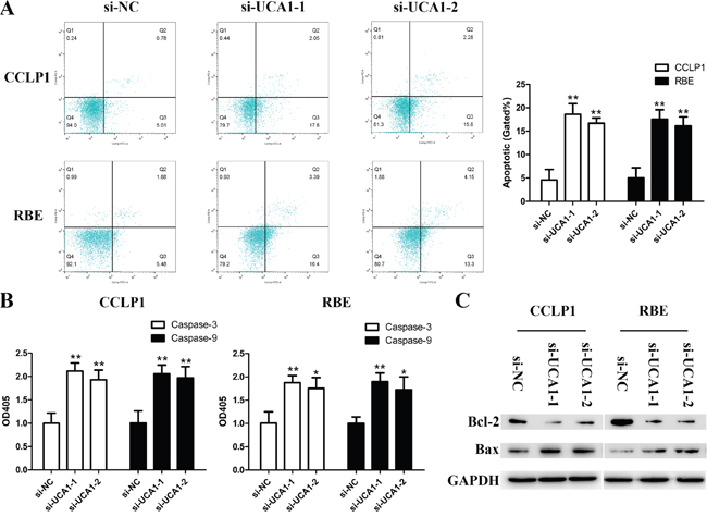 Depleted UCA1 promotes apoptosis in CCA cells.