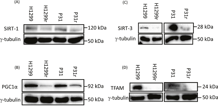 Expression of the mitochondrial biogenesis proteins: SIRT1, PGC1&#x03B1;, TFAM and SIRT3 in H1299, H1299r, P31 and P31r cell lysates as determined by immunoblot analysis.