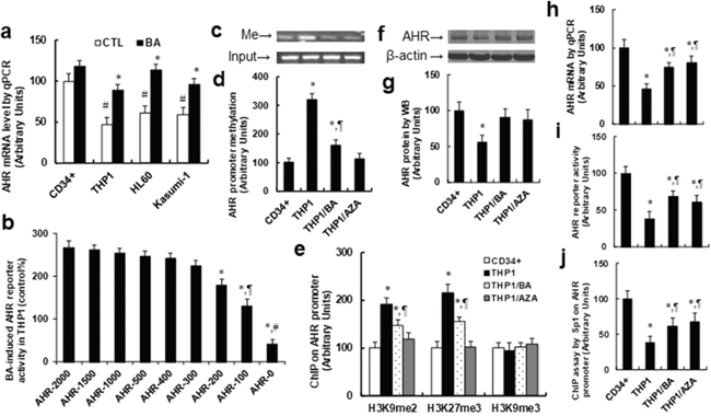 Betulinic acid (BA) increases AHR expression by demethylation on the AHR promoter in acute myeloid leukemia cells.