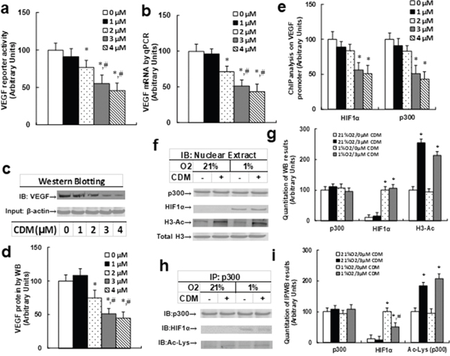 Chidamide (CDM) treatment suppresses the HIF1&#x03B1; pathway in THP1 cells.