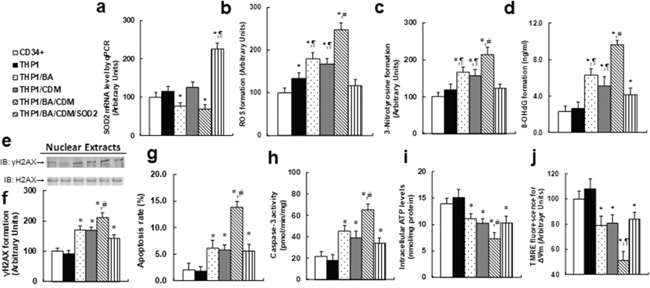Combination of betulinic acid (BA) and chidamide (CDM) additively potentiates ROS formation and related cell damage, while SOD2 overexpression diminishes this effect.