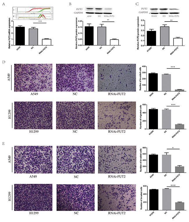 FUT2 knockdown inhibits migration and invasion of lung adenocarcinoma cells.
