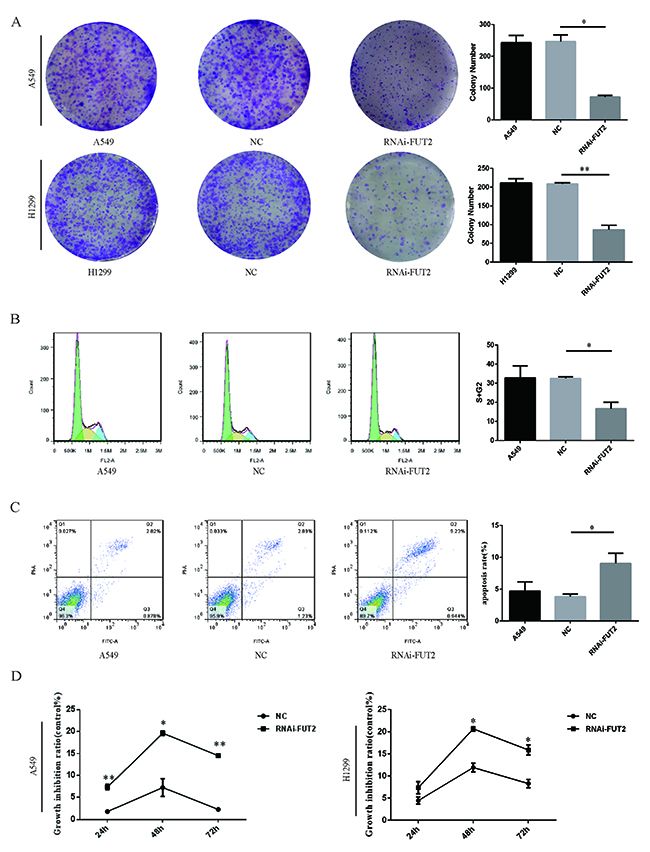 Effect of down-regulation of FUT2 on cell proliferation and apoptosis of lung adenocarcinoma cells.