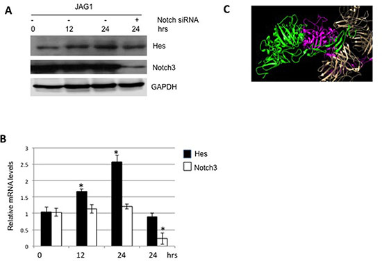 JAG1-Notch3 stimulates expression of Hes.