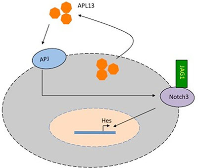 Model of APL13/APJ-Notch3 signaling in colon adenocarcinoma.