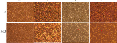 The differentiation state of monocytes isolated from SPF chicken.
