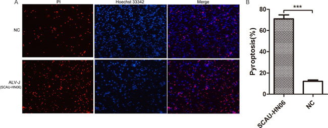 Pyroptosis assay of monocytes infected with ALV-J strain SCAU-HN06.